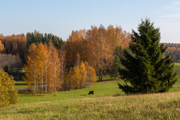 Autumn in Karula national park