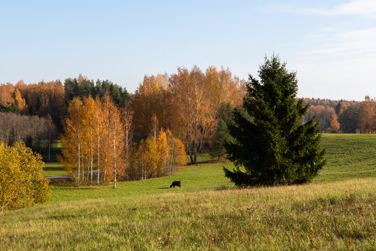 Autumn in Karula national park