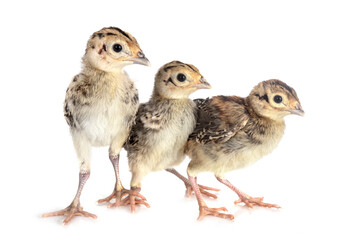 young pheasant in studio