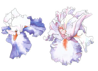 Beautiful blooming flowers irises source in watercolor purple, pink, yellow, blue.