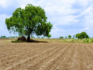 Obraz premium tree on a field