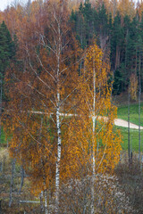 Autumn in Karula national park