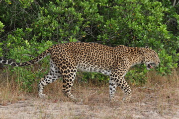 leopard in the  National Park