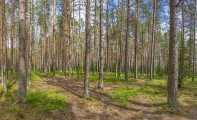 forest with spring high pines