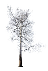 large linden bare tree isolated on white