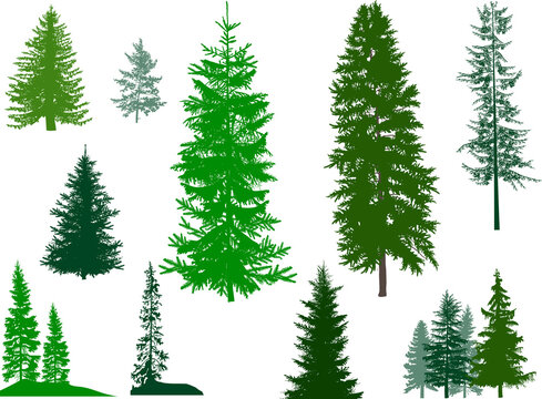 set of fir dark and green trees