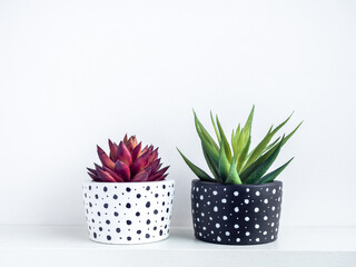 Plants pot. Green and red succulent plants in modern black and white with dots pattern colour painted concrete planters.