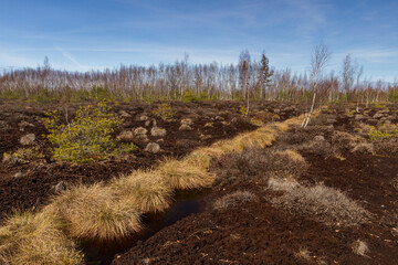 Swamp on a sunny day in great colors