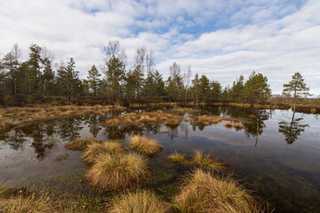 Swamp on a sunny day in great colors