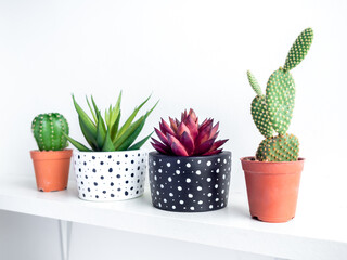 Plants pot. Green and red succulent plants in modern black and white with dots pattern colour painted concrete planters and cactus in plastic pots.