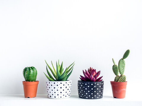 Plants pot. Green and red succulent plants in modern black and white with dots pattern colour painted concrete planters and cactus in plastic pots.