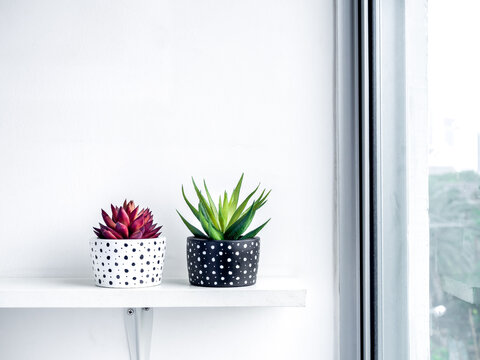 Plants pot. Green and red succulent plants in modern black and white with dots pattern colour painted concrete planters.