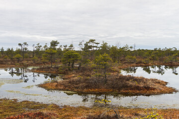 Swamp on a sunny day in great colors