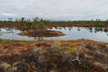 Swamp on a sunny day in great colors