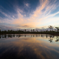 Swamp on a sunny day in great colors