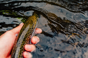 Moody pictured of Trout fishing trip in wild river. Green nature.