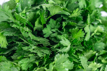 Macro photo of green fresh parsley, fresh vegetable