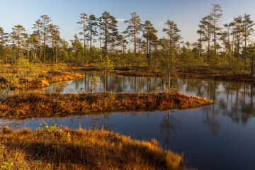Swamp on a sunny day in great colors
