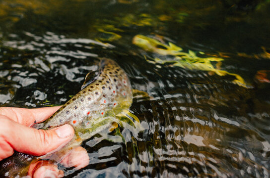 Moody pictured of Trout fishing trip in wild river. Green nature.