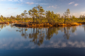 Swamp on a sunny day in great colors