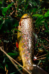 Moody pictured of Trout fishing trip in wild river. Green nature.