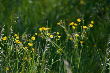 Obraz premium wild meadow pink flowers on a morning background of sunlight.