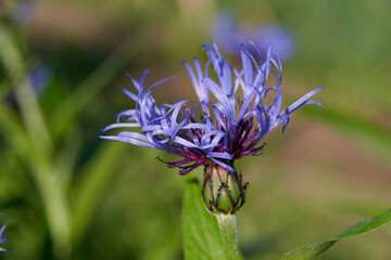 wild meadow pink flowers on a morning background of sunlight.
