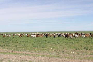 Herd of sheep walking in the green pastures, clear blue sky