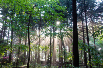 森の中で発生した朝靄と光芒