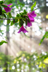 森の中の美しい光芒とピンク色のツツジの花