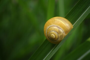 Yellow snail shell sitting on green grass in the field. Side view. Macro photo.