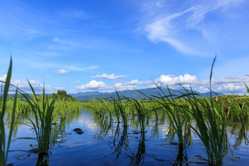 田植え後の水田風景　秋田県　6月　青空