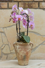 Beautiful pink orchid in a flowerpot - phalaenopsis