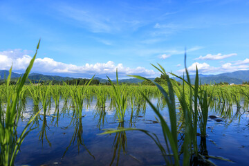 Fototapeta premium 田植え後の水田風景 秋田県 6月 青空