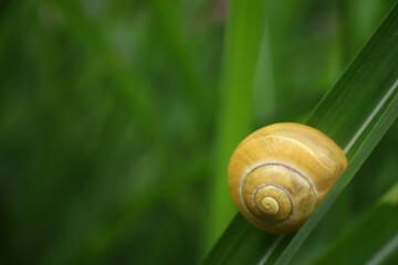 Yellow snail shell sitting on green grass in the field. Side view. Macro photo.