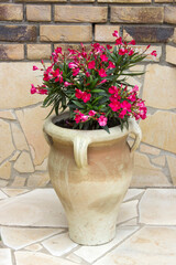 Fototapeta na wymiar oleander flowers in a clay pot