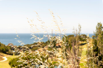 Spikelets of yellow grass bend from the wind on a blurred park background with walkway and sea.