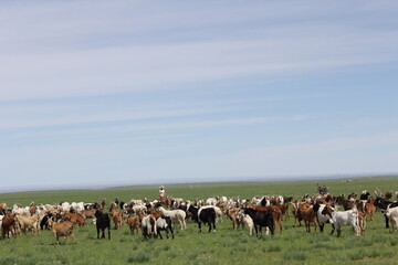 Naklejka na ściany i meble A lot of goats are on a vast meadow.