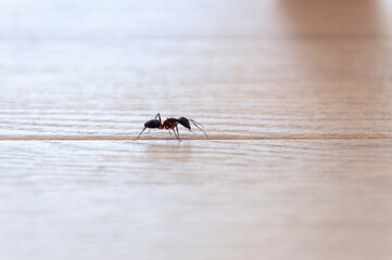 Soldier ant runs at the junction of two ceramic tiles