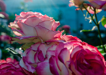 Pink with white rose tenderness love summer close-up