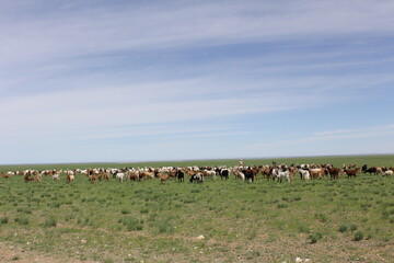 A lot of goats are on a vast meadow.