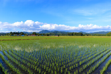 田植え後の水田風景　秋田県　6月　青空