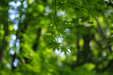 Fototapeta na wymiar 森の中　爽やかな森林　イメージ