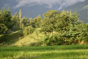trees in the mountains
