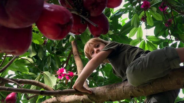 A little boy climbs up the tropical tree full of fruits. Shot on a phone