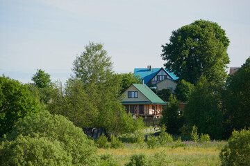 summer landscape with blooming flowers. white daisies and purple blueberries bloom on the field. panoramic summer view of wild flowers blooming in a meadow