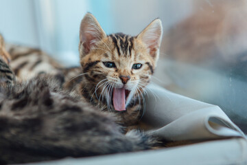 Cute little bengal kitty cat laying on the cat's window bed watching on the room and yawning.