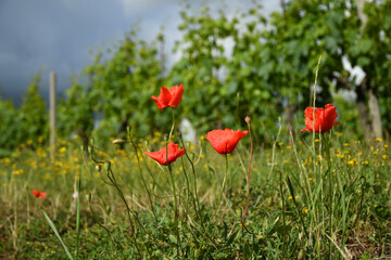 red poppies and green vineyards on background in the countryside near Greve in Chianti (Florence). Italy