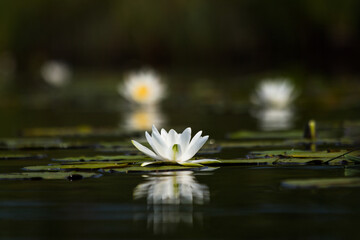 water lilies on the lake with reflections in the water on a sunny summer day