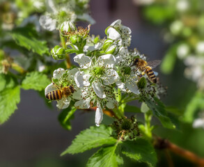 Bees collect pollen from the flowers of an apple tree.